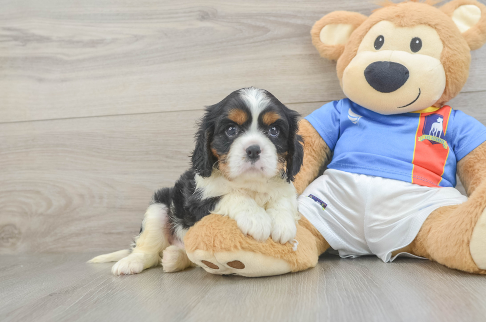 5 week old Cavalier King Charles Spaniel Puppy For Sale - Fairfield Furbabies