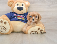 6 week old Cavalier King Charles Spaniel Puppy For Sale - Fairfield Furbabies