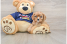 Akc Registered Cavalier King Charles Spaniel Baby
