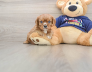 6 week old Cavalier King Charles Spaniel Puppy For Sale - Fairfield Furbabies