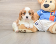 8 week old Cavalier King Charles Spaniel Puppy For Sale - Fairfield Furbabies
