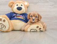 6 week old Cavalier King Charles Spaniel Puppy For Sale - Fairfield Furbabies