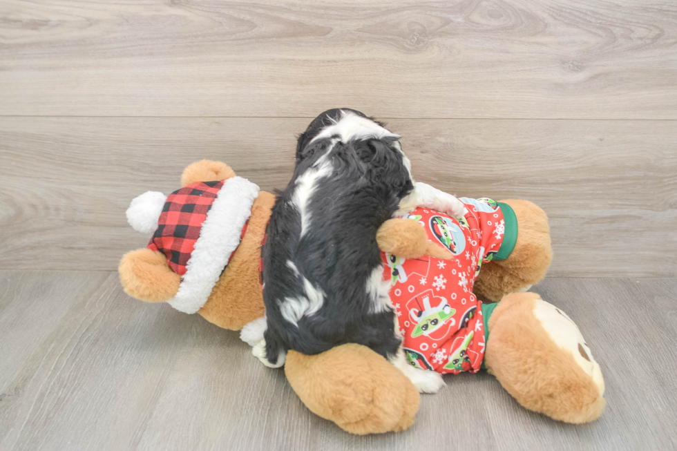 Cavalier King Charles Spaniel Pup Being Cute