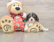 6 week old Cavalier King Charles Spaniel Puppy For Sale - Fairfield Furbabies