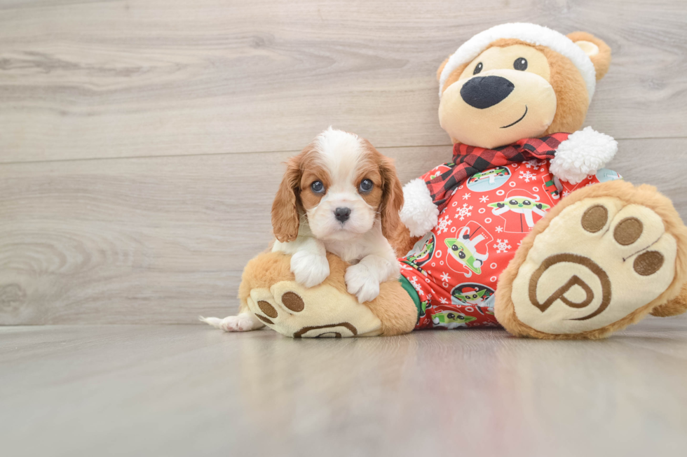 Friendly Cavalier King Charles Spaniel Purebred Pup