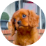 Cavalier King Charles Spaniel Puppies For Sale - Fairfield Furbabies Cavalier King Charles Spaniel Puppies For Sale - Fairfield Furbabies