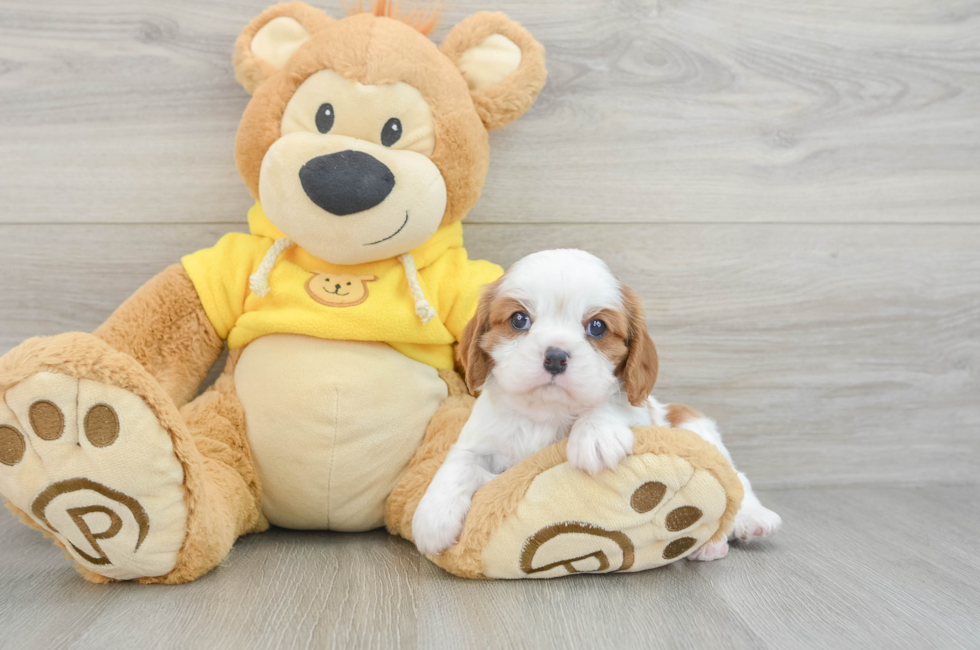 7 week old Cavalier King Charles Spaniel Puppy For Sale - Fairfield Furbabies