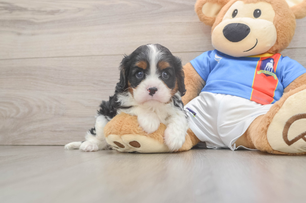 6 week old Cavalier King Charles Spaniel Puppy For Sale - Fairfield Furbabies