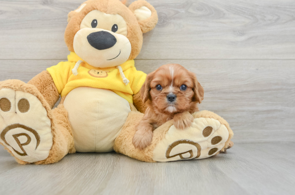 7 week old Cavalier King Charles Spaniel Puppy For Sale - Fairfield Furbabies