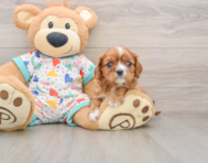 8 week old Cavalier King Charles Spaniel Puppy For Sale - Fairfield Furbabies