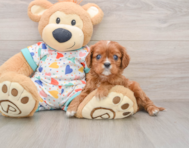 8 week old Cavalier King Charles Spaniel Puppy For Sale - Fairfield Furbabies