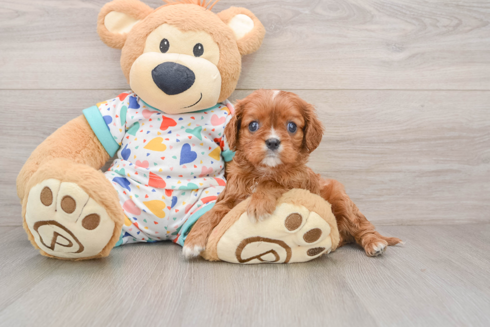 Playful Cavalier King Charles Spaniel Baby