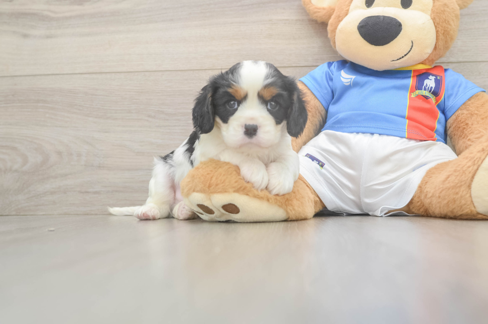 5 week old Cavalier King Charles Spaniel Puppy For Sale - Fairfield Furbabies