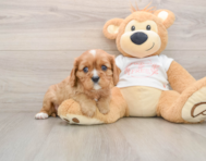 8 week old Cavalier King Charles Spaniel Puppy For Sale - Fairfield Furbabies
