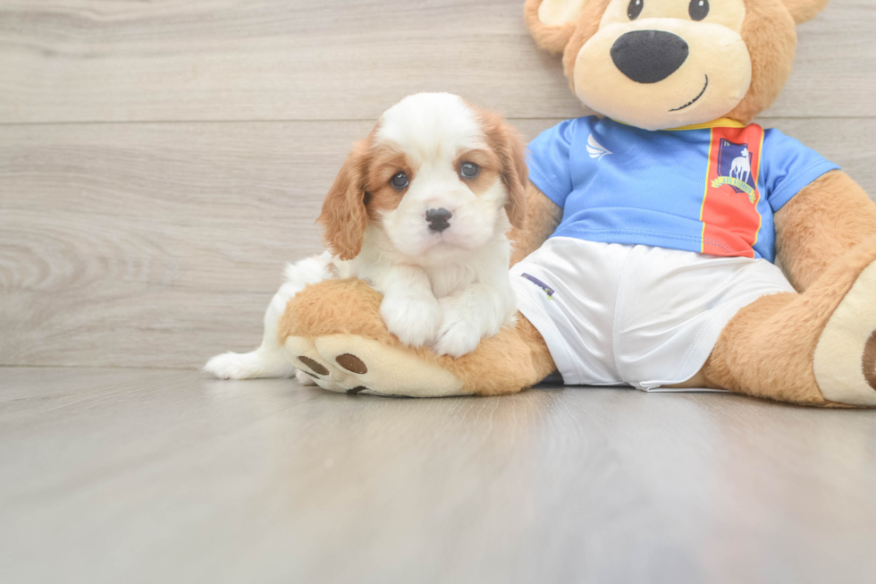 Best Cavalier King Charles Spaniel Baby