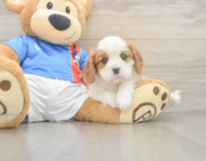5 week old Cavalier King Charles Spaniel Puppy For Sale - Fairfield Furbabies