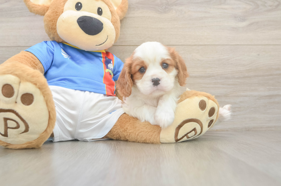 5 week old Cavalier King Charles Spaniel Puppy For Sale - Fairfield Furbabies