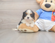 7 week old Cavalier King Charles Spaniel Puppy For Sale - Fairfield Furbabies