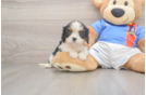 Best Cavalier King Charles Spaniel Baby