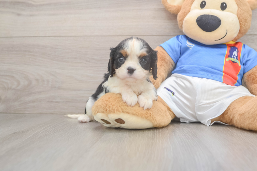 Best Cavalier King Charles Spaniel Baby