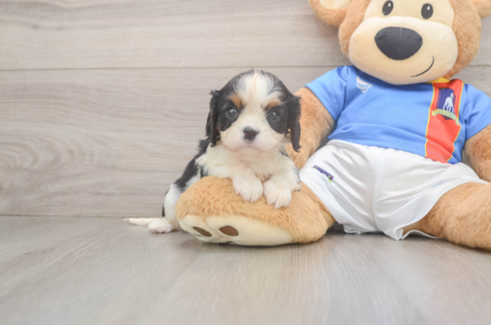 Best Cavalier King Charles Spaniel Baby