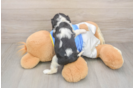 Best Cavalier King Charles Spaniel Baby