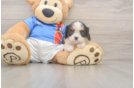 Little Cavalier King Charles Spaniel Baby