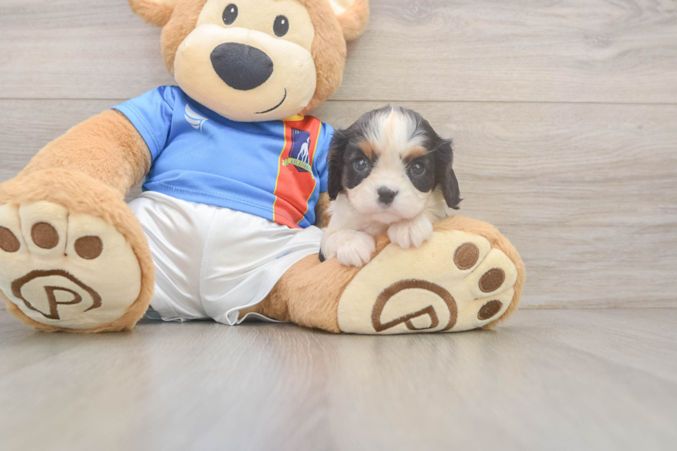 Little Cavalier King Charles Spaniel Baby