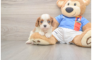 Friendly Cavalier King Charles Spaniel Purebred Pup