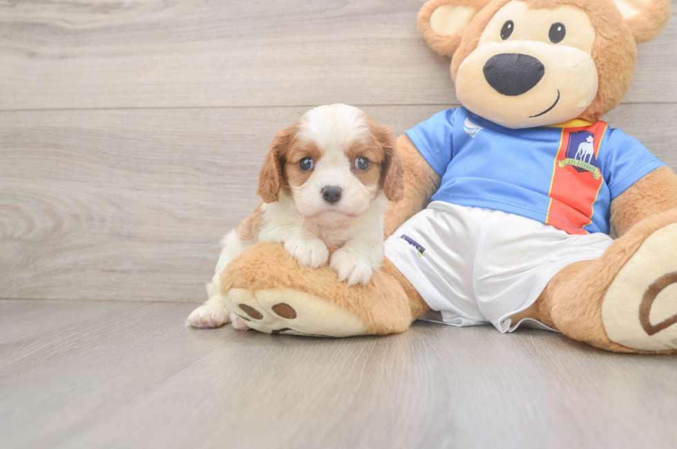 5 week old Cavalier King Charles Spaniel Puppy For Sale - Fairfield Furbabies