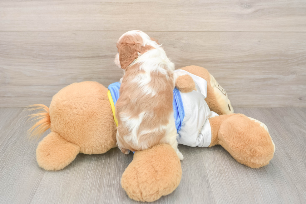 Cavalier King Charles Spaniel Pup Being Cute