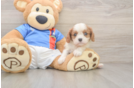 Petite Cavalier Purebred Puppy
