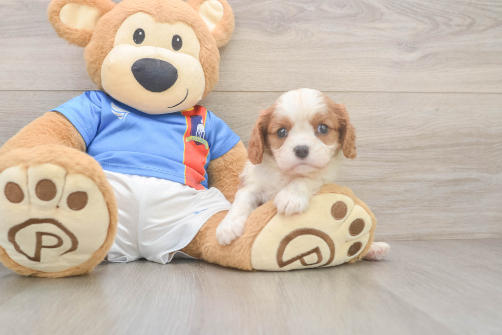 Petite Cavalier Purebred Puppy