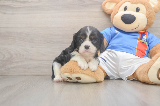 Hypoallergenic Cavalier King Charles Spaniel Purebred Pup