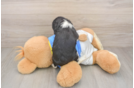 Best Cavalier King Charles Spaniel Baby