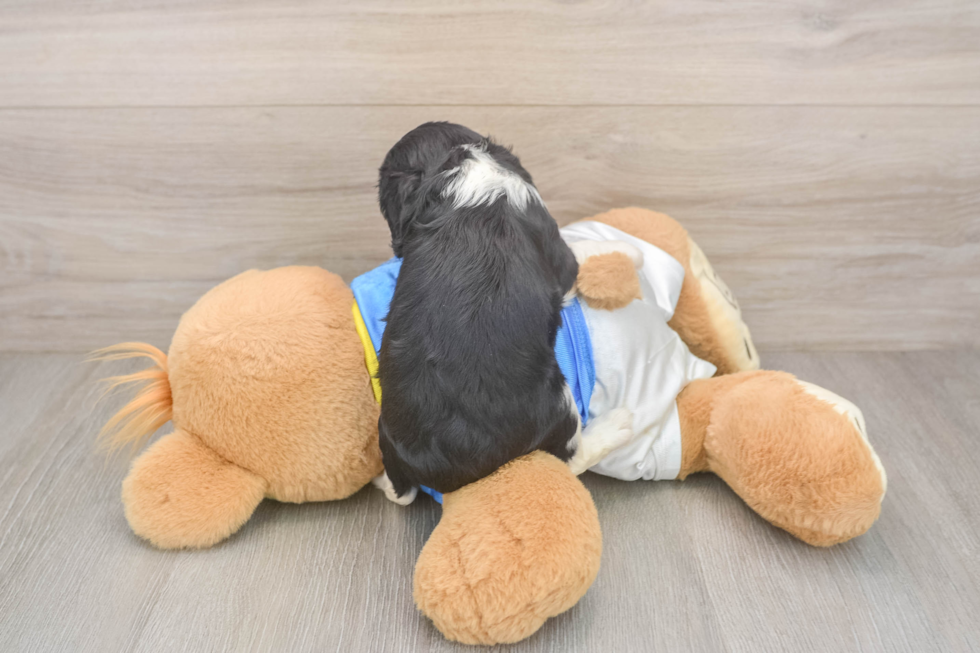 Best Cavalier King Charles Spaniel Baby