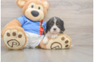 Cavalier King Charles Spaniel Puppy for Adoption