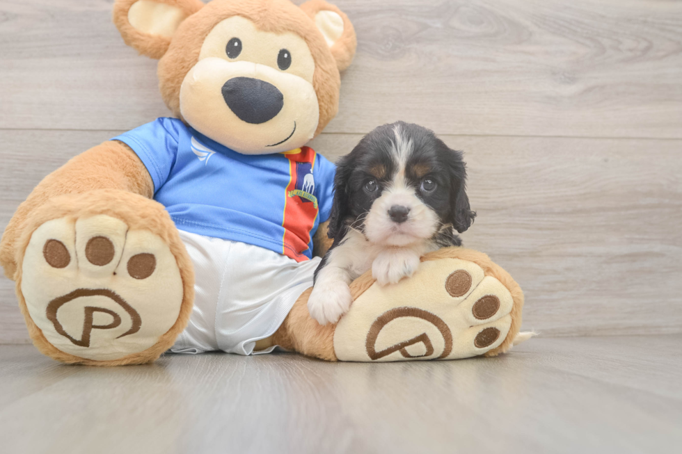 Cavalier King Charles Spaniel Puppy for Adoption