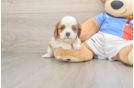 Small Cavalier King Charles Spaniel Baby