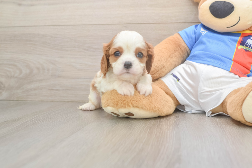 Small Cavalier King Charles Spaniel Baby