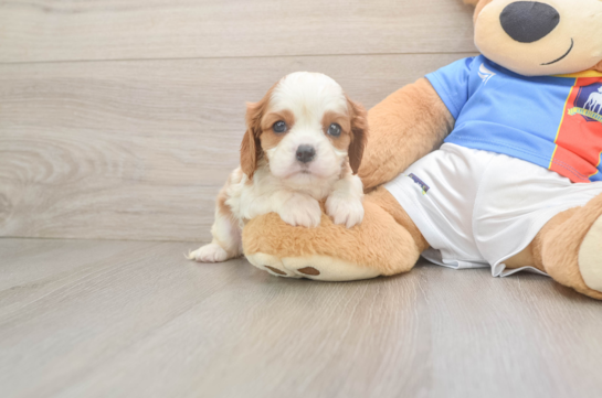 Small Cavalier King Charles Spaniel Baby