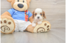 Best Cavalier King Charles Spaniel Baby