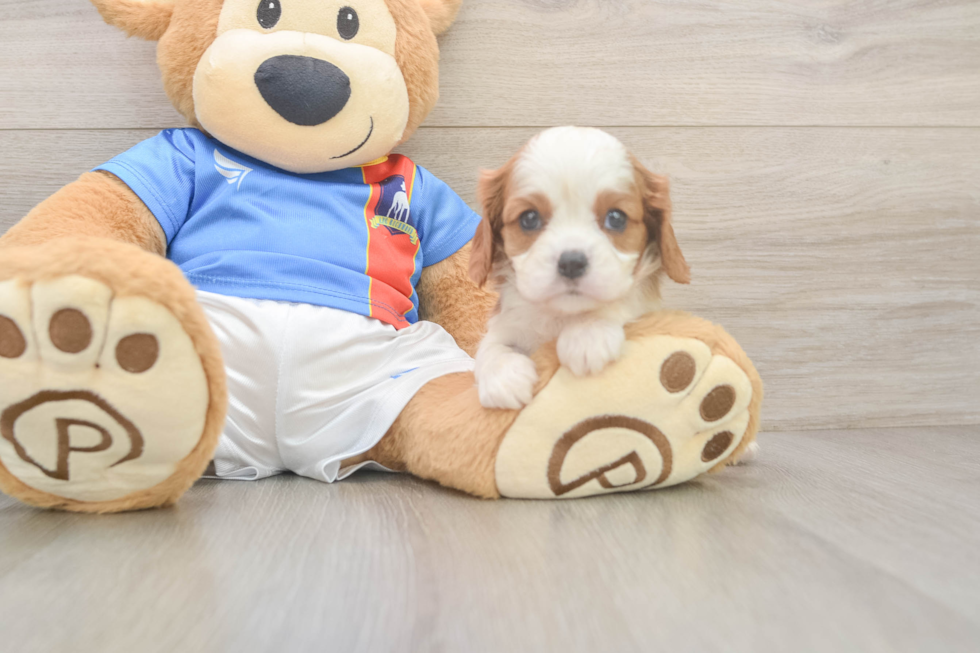 Best Cavalier King Charles Spaniel Baby
