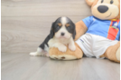 Cavalier King Charles Spaniel Puppy for Adoption