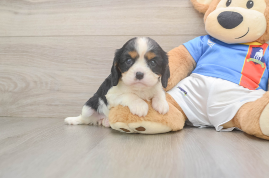 Cavalier King Charles Spaniel Puppy for Adoption