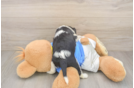 Best Cavalier King Charles Spaniel Baby