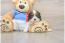 Cavalier King Charles Spaniel Puppy for Adoption