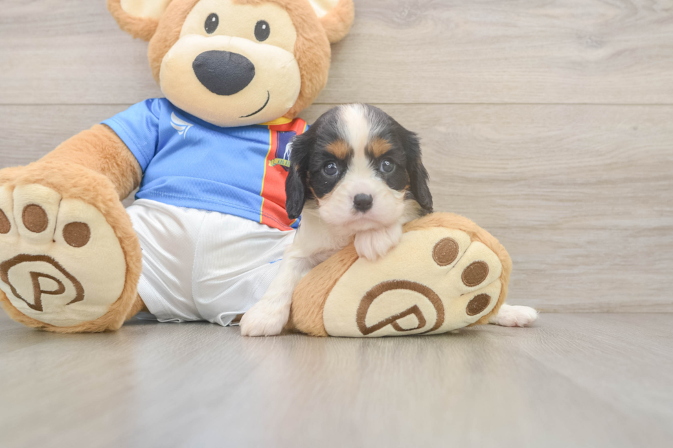 Cavalier King Charles Spaniel Puppy for Adoption