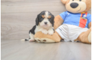 Hypoallergenic Cavalier King Charles Spaniel Baby