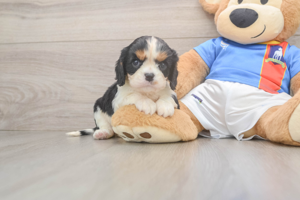 Hypoallergenic Cavalier King Charles Spaniel Baby